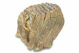 Fossil Woolly Mammoth Upper Molar - Siberia #292767-3